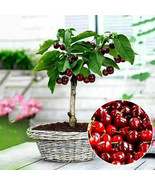 Cherry Seeds Organic Seeds Fruit Seeds Bonsai Tree High seed in Garden 2... - $22.95 CAD