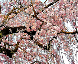 20 Japanese Cherry Blossom Tree Seeds - £15.97 GBP