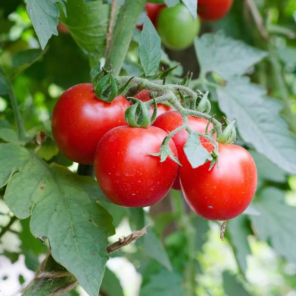 RAFH 60 Large Red Cherry Tomato Seeds, Salad, Heirloom, Non GMO Heirloom... - £6.91 GBP