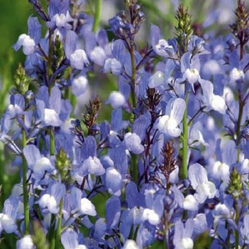 40+ LINARIA AZURE FLOWER SEEDS  /SELFSEEDING ANNUAL / SNAPDRAGON-LIKE - $14.61