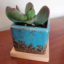 Blue Ice Crack Ceramic Succulent Planter with Live Jade Plant, Crassula Ovata image 4