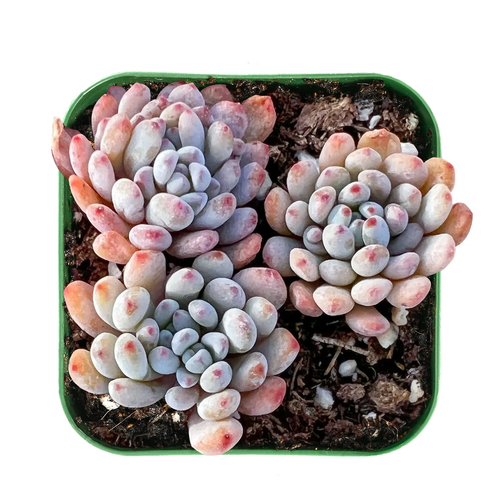 Live Graptopetalum pachyphyllum &#39;Bluebean&#39; Succulent fully rooted in 2&#39;&#39;... - $28.00
