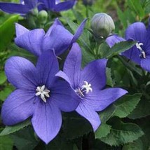 50 Seeds Balloon Flower Blue Boost Your Garden&#39;s Productivity With Superior - $9.29