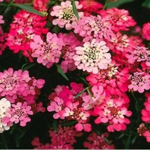 Fairyland Candytuft Seeds Perennial Gardening Fresh USA SHIPPING - $9.57