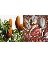 Biji Mahoni - Mahogany Seeds Swietenia mahagoni (Dried Seed, Peeled Seed... - £14.82 GBP