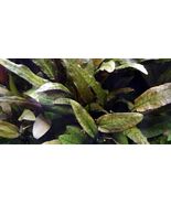 CRYPTOCORYNE TROPICA 1 POT -Freshwater Aquatic Live Plants - $90.25 MXN
