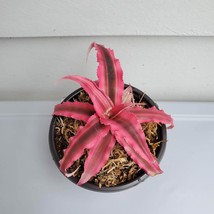 Cryptanthus Bivittatus "Red Star", Live Earth Star Bromeliad Plant in 3" pot