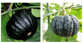 30 Seeds Japanese Black Pumpkin Vegetables, Original Pack - £14.21 GBP