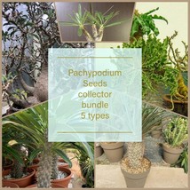 Pachypodium Seed Bundle 5 Types: Lamerei Namaquanum Geayi Saundersii Rosulatum G - £39.32 GBP