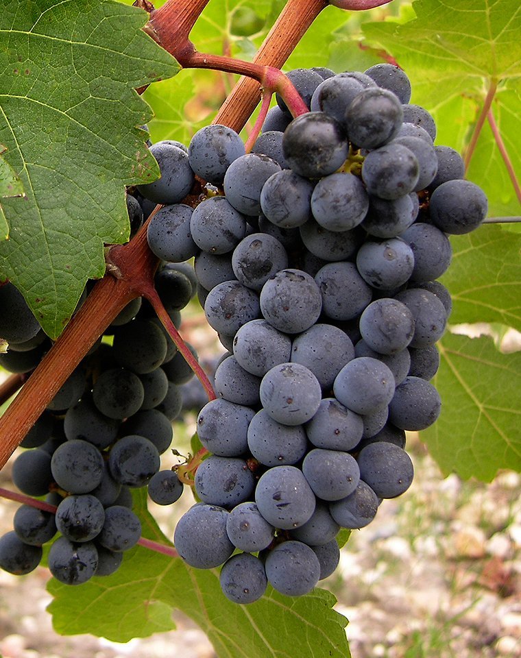 200 Seeds Cabernet Sauvignon Grape Item image 2