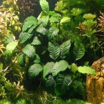 Aquarium Live Plant Decoration Tank Anubias Nana Thick Leaf Potted Freshwater - £17.86 GBP