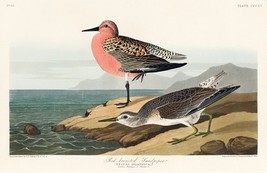 12152.Poster print or Canvas wall decor art design.Audubon bird.Red Sandpiper - £12.65 GBP+