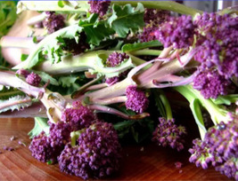 English Purple Sprouting Broccoli Early Brassica Oleracea Seeds - $9.38