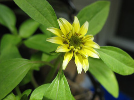 30 Vanilla Sprite Creeping Zinnia Flower Seeds AnnualFrom US - £6.62 GBP