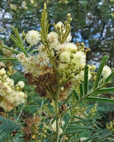 Acacia Mearnsii Black Or Green Wattle 50 Seeds Fresh Garden - £16.88 GBP