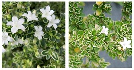 Live Plant - Variegated Japanese Snow Rose Serissa - 4&quot; Pot - £40.09 GBP