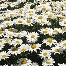 BStore 90+Alaska Shasta Daisy Flower Seeds Native Wildflower Garden/Patio Contai - £6.70 GBP