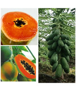 PWO Papaya Seeds  Sweet, Healthy, Carica Papaya Buy 50 Get 10 Free - £8.79 GBP