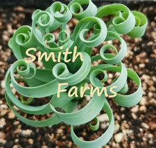 PPA 10 Seeds Spring Grass Spiral Succulents Cactus Curly Leaves - $128.20 MXN