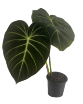 Philodendron Luxurians by LEAL PLANTS ECUADOR| Elephant Ear House Plant - $50.00
