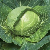 Cabbage Late Flat Dutch Seeds Fast Shipping - $12.29