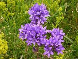 100 Pcs Viola Cluster Bellflower Flower Seeds #MNSS - £11.79 GBP
