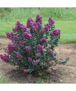 Plum Magic Crepe Myrtle Plant US Fast Shipping - $58.44