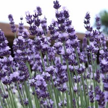 Bloomys 1000 Vera Lavender Herb Seeds Vera English Relaxation And Reliev... - $10.38
