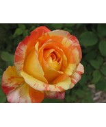 Orange white roses seeds - 20 seeds - code 807 - $92.02 MXN Orange white roses seeds - 20 seeds - code 807 - $92.02 MXN