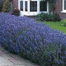 LimaJa Lavender Munstead 50 Seeds, LimoJaya Best SALE - $3.00