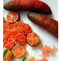 20 pcs Novel Finger Limes Citrus Pomegranate Bonsai Seeds FRESH SEEDS - £5.85 GBP