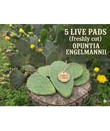 Set of 5 Texas Prickly Pear Pads - Large Native Cactus - Yellow Blooms - $24.74