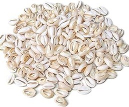1 lb + Cowrie Shell Small Natural Sea Shell Bead Cut Back approx 9-16mm ... - £14.94 GBP