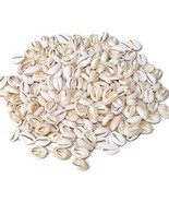 1 lb + Cowrie Shell Small Natural Sea Shell Bead Cut Back approx 9-16mm ... - £14.87 GBP