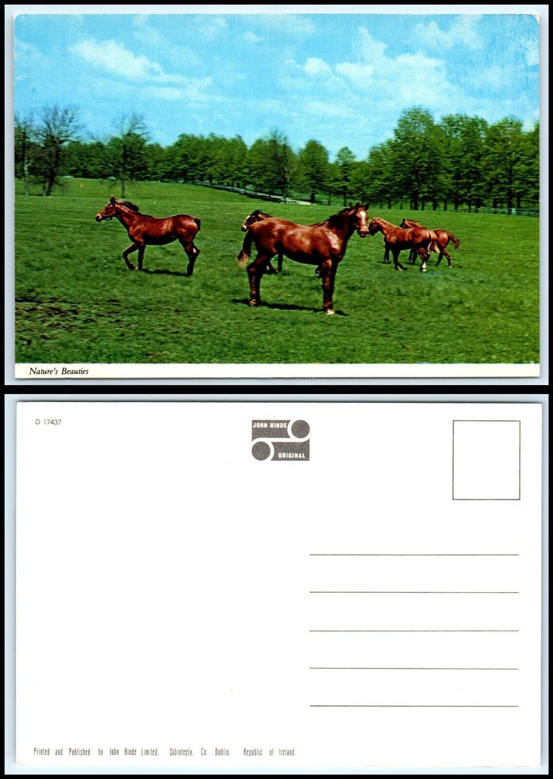 Primary image for HORSE Postcard - Beautiful Horses In A Pasture D20