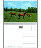 HORSE Postcard - Beautiful Horses In A Pasture D20 - £2.33 GBP