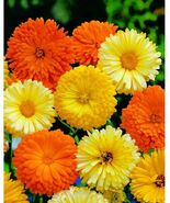 Calendula Pacific Beauty Seeds Mix, Pot Marigold, Variety Sizes, FREE SH... - €1,62 EUR+