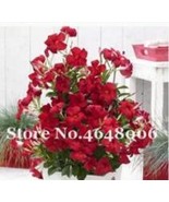 200 Seeds Climbing Mandevilla Sanderi Dipladenia Sanderi Seeds Dark Red ... - €13,12 EUR