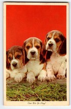 Basset Hound Puppy Dogs Can We Go Play Vintage Postcard Chrome 1968 Cute Animals - £6.64 GBP
