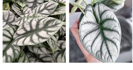 Live Plant Silver Dragon Elephant Ear - Alocasia baginda - Live Plant Houseplant - £36.07 GBP