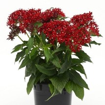 25 Pelleted Seeds Lucky Star Dark Red Pentas Seeds - £28.60 GBP