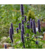 Korean Mint Agastache Rugosa Tea Alt Edible Herbal 100 Seeds Seed Fresh ... - $7.97
