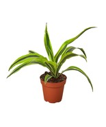 Dracaena Deremensis &#39;Lemon Lime&#39;-4&quot; Pot - $605.11 MXN
