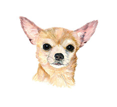 Chihuahua Dog Lover Cream Fawn Short Haired Auto Boat Rv Vinyl Decal Sti... - £5.43 GBP+