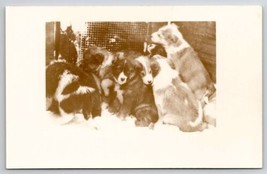 RPPC Sad Puppies Grouped In Corner Of Kennel Real Photo Postcard D44 - £14.92 GBP