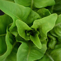 Amish Deer Tongue Leaf Lettuce Seeds Matchless NON-GMO Heirloom  - £2.38 GBP