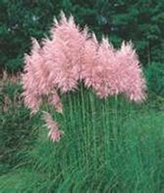 Pampas Grass Pink 100 Seeds  - £4.74 GBP
