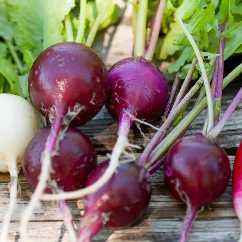 LWS Purple Plum Radish Organic Non Gmo 100 Seeds Fast Shipping - $9.80