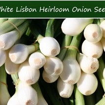 Vegetable Seeds White Lisbon Bunching Onion 50 Seeds Tasty Pearl White Delicate  - £12.36 GBP