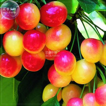 NEW BELLFARM Rainier Cherry Stratified Tree Seeds, 20 Seeds, professional pack,  - £4.23 GBP